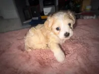 Bonnie, a female Maltipoo for sale in San Diego, CA – Photo 1 of 4