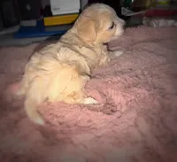 Bonnie, a female Maltipoo for sale in San Diego, CA – Photo 3 of 4