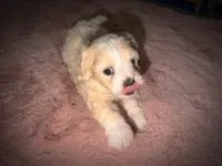 Bonnie, a female Maltipoo for sale in San Diego, CA – Photo 4 of 4