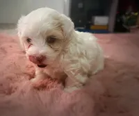 Brooke, a female Maltipoo for sale in San Diego, CA – Photo 4 of 4