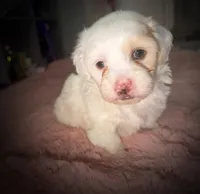 Brooke, a female Maltipoo for sale in San Diego, CA – Photo 1 of 4