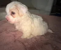 Brooke, a female Maltipoo for sale in San Diego, CA – Photo 3 of 4