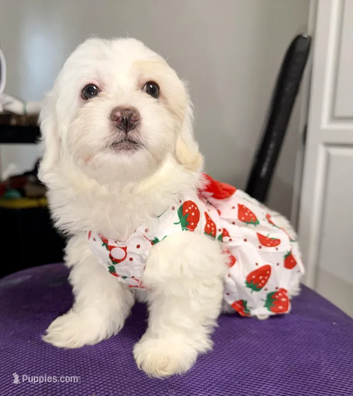 Brooke – Maltipoo puppy for sale in San Diego, CA