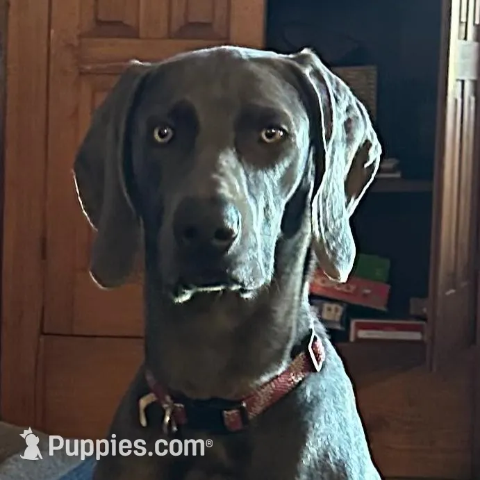 Blue Girl, a female Weimaraner for sale in Anderson, SC – Photo 2 of 3