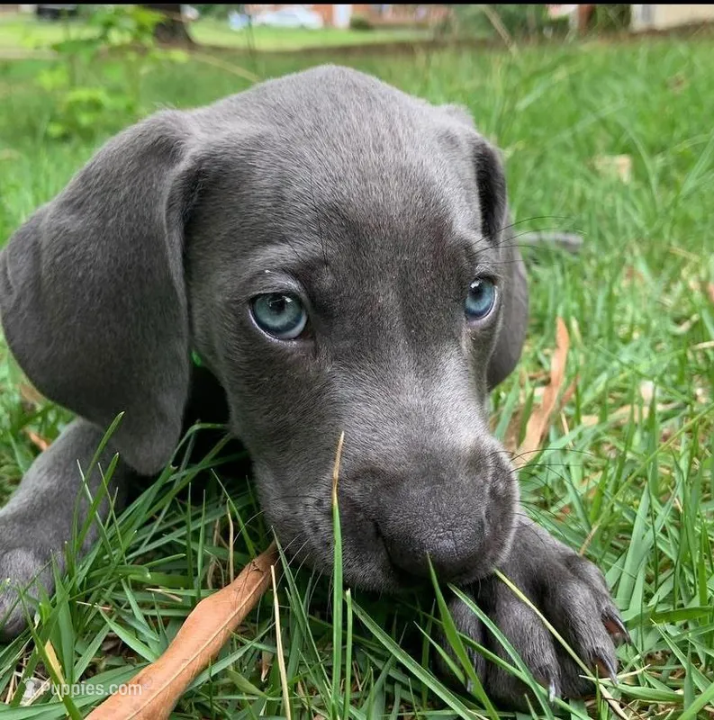 Blue Girl – Weimaraner puppy for sale in Anderson, SC