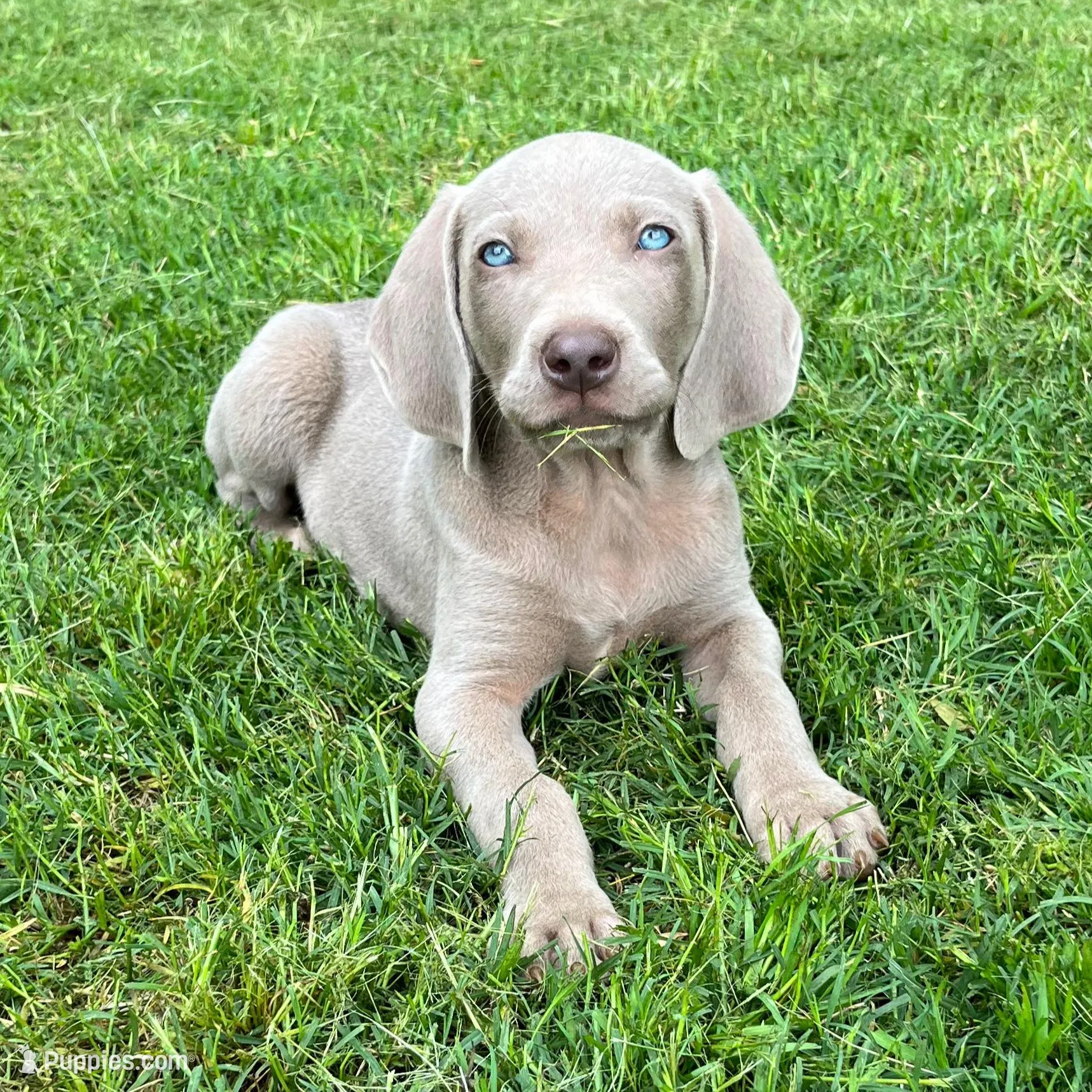 Silver boy – Weimaraner puppy for sale in Anderson, SC