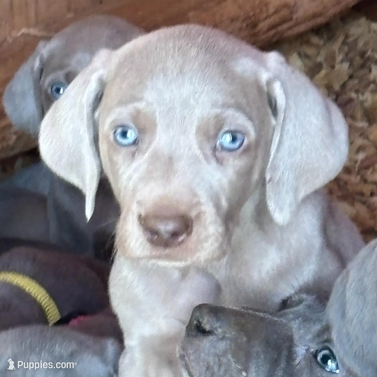 Silver boy, a male Weimaraner for sale in Anderson, SC – Photo 2 of 3