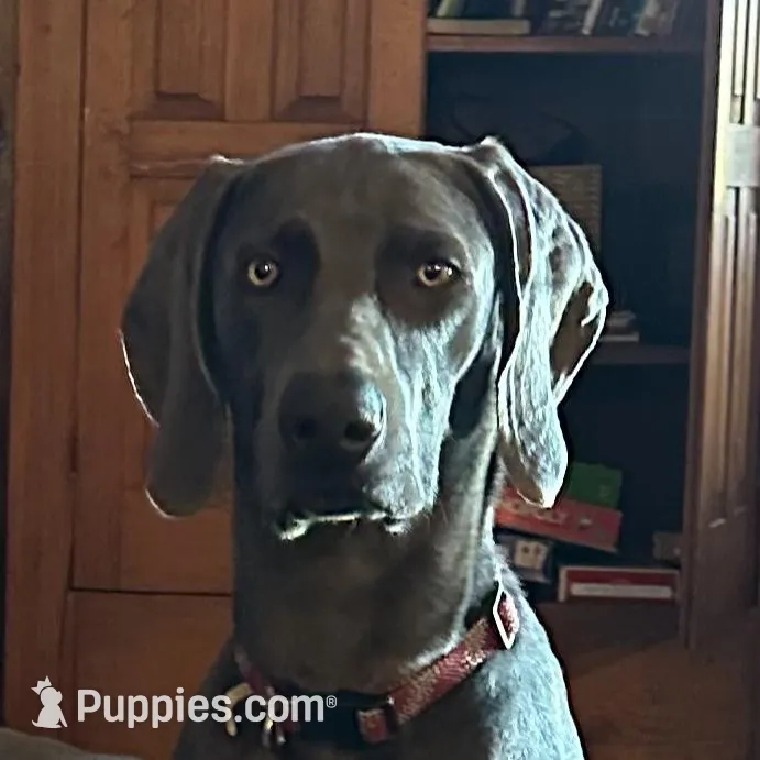 Silver boy, a male Weimaraner for sale in Anderson, SC – Photo 3 of 3