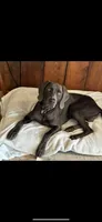 Blue Boy, a female Weimaraner for sale in Anderson, SC – Photo 3 of 3