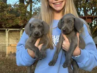 Blue Boy, a female Weimaraner for sale in Anderson, SC – Photo 2 of 3