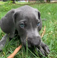 Blue Boy, a female Weimaraner for sale in Anderson, SC – Photo 1 of 3