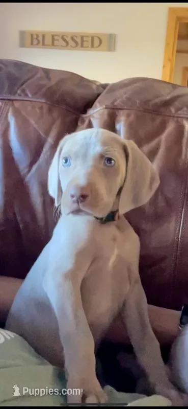 Silver Boy – Weimaraner puppy for sale in Anderson, SC