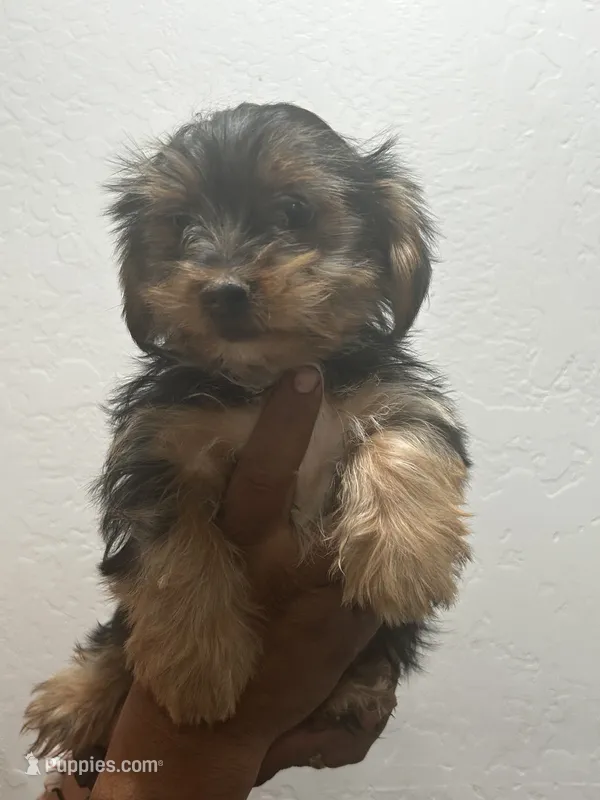 Bear – Yorkshire Terrier puppy for sale in Phoenix, AZ