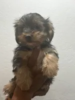 Bear, a male Yorkshire Terrier for sale in Phoenix, AZ – 1 of 3
