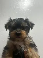 Jazz, a male Yorkshire Terrier for sale in Phoenix, AZ – 3 of 6