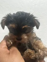 Dixie, a female Yorkshire Terrier for sale in Phoenix, AZ – 6 of 6