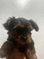 Latte, a female Yorkshire Terrier for sale in Phoenix, AZ – 7 of 7