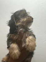 Coco, a female Yorkshire Terrier for sale in Phoenix, AZ – 4 of 4