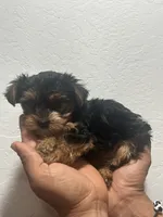 Dixie, a female Yorkshire Terrier for sale in Phoenix, AZ – 2 of 6