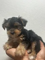 Jazz, a male Yorkshire Terrier for sale in Phoenix, AZ – 6 of 6