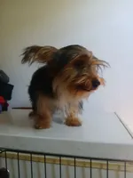Bear, a male Yorkshire Terrier for sale in Phoenix, AZ – 5 of 7