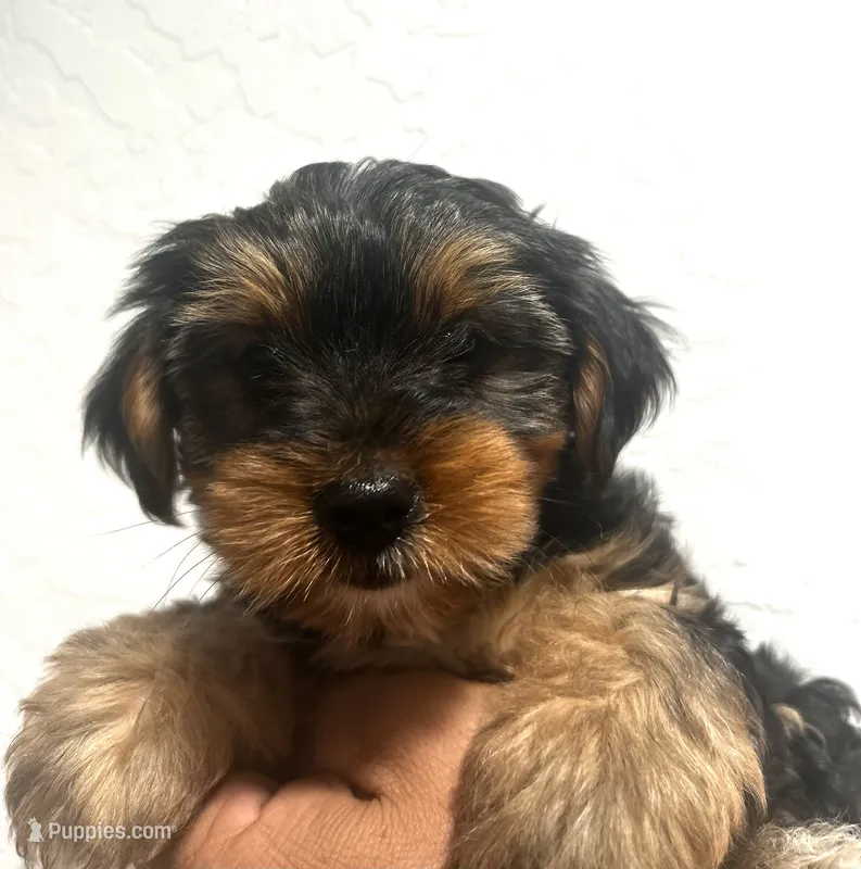 Grizzly – Yorkshire Terrier puppy for sale in Phoenix, AZ