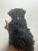 Jazz, a male Yorkshire Terrier for sale in Phoenix, AZ – 2 of 6