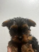 Latte, a female Yorkshire Terrier for sale in Phoenix, AZ – 6 of 7