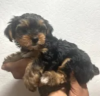 Grizzly, a male Yorkshire Terrier for sale in Phoenix, AZ – 6 of 7