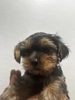 Butterscotch , a male Yorkshire Terrier for sale in Phoenix, AZ – 4 of 6