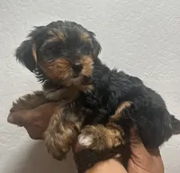Grizzly, a male Yorkshire Terrier for sale in Phoenix, AZ – 2 of 7