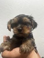 Butterscotch , a male Yorkshire Terrier for sale in Phoenix, AZ – 3 of 6