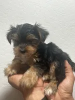 Jazz, a male Yorkshire Terrier for sale in Phoenix, AZ – 4 of 6