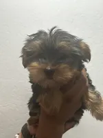Coco, a female Yorkshire Terrier for sale in Phoenix, AZ – 2 of 4