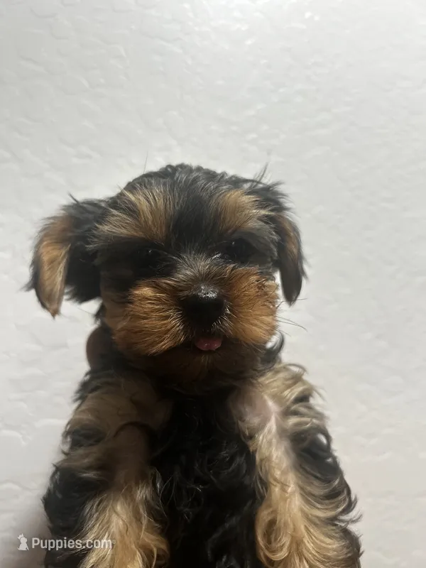 Butterscotch  – Yorkshire Terrier puppy for sale in Phoenix, AZ