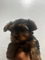 Latte, a female Yorkshire Terrier for sale in Phoenix, AZ – 4 of 7