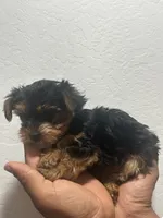 Dixie, a female Yorkshire Terrier for sale in Phoenix, AZ – 3 of 6