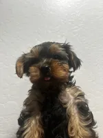 Butterscotch , a male Yorkshire Terrier for sale in Phoenix, AZ – 6 of 6