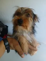 Bear, a male Yorkshire Terrier for sale in Phoenix, AZ – 7 of 7