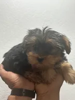 Coco, a female Yorkshire Terrier for sale in Phoenix, AZ – 1 of 4