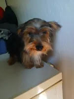 Bear, a male Yorkshire Terrier for sale in Phoenix, AZ – 4 of 7