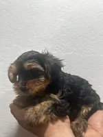 Butterscotch , a male Yorkshire Terrier for sale in Phoenix, AZ – 2 of 6