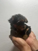 Latte, a female Yorkshire Terrier for sale in Phoenix, AZ – 3 of 7