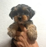 Grizzly, a male Yorkshire Terrier for sale in Phoenix, AZ – 5 of 7