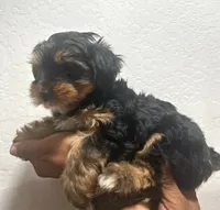 Grizzly, a male Yorkshire Terrier for sale in Phoenix, AZ – 7 of 7