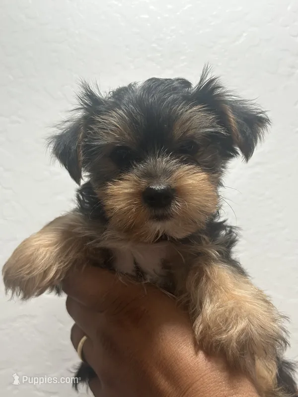 Jazz – Yorkshire Terrier puppy for sale in Phoenix, AZ