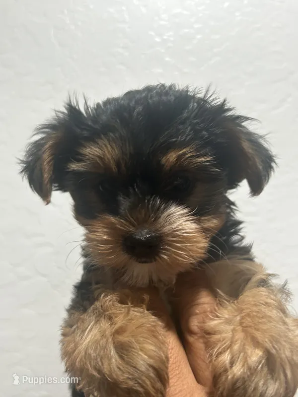 Dixie – Yorkshire Terrier puppy for sale in Phoenix, AZ