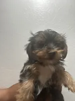 Bear, a male Yorkshire Terrier for sale in Phoenix, AZ – 3 of 3