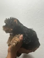 Coco, a female Yorkshire Terrier for sale in Phoenix, AZ – 3 of 4