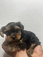 Butterscotch , a male Yorkshire Terrier for sale in Phoenix, AZ – 5 of 6